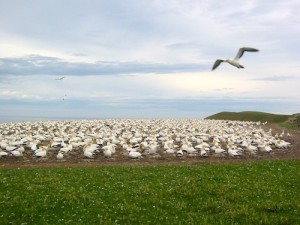 Free things to do in New Zealand - Gannets