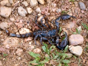 Scorpion in Vang Vieng Laos