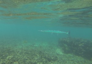 Scuba Diving in Kecil - Perhentian Islands